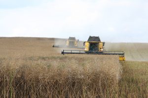mower, oilseed rape, agriculture