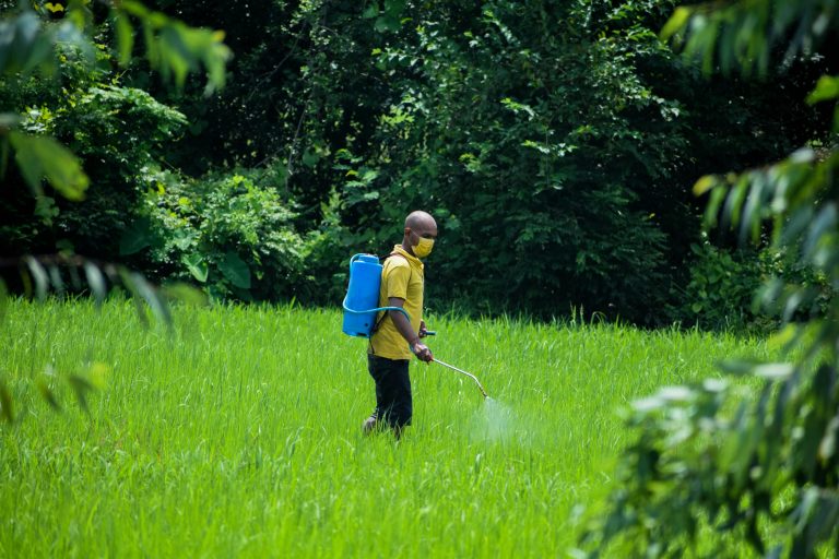 A farmer spraying pesticides in a vibrant green paddy field in Lumbini, Nepal.