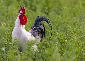 A proud rooster standing in a lush green field showcasing its vibrant feathers.