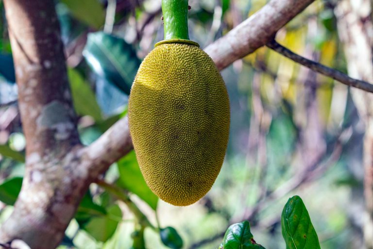 A ripe jackfruit hanging on a tree with a blurred natural background.
