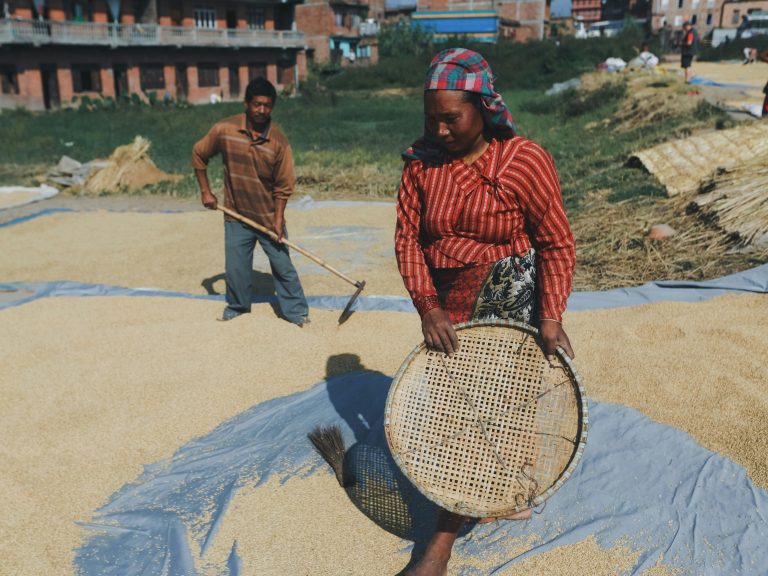 Farmers in traditional attire harvesting grains on a sunny day in a rural village.