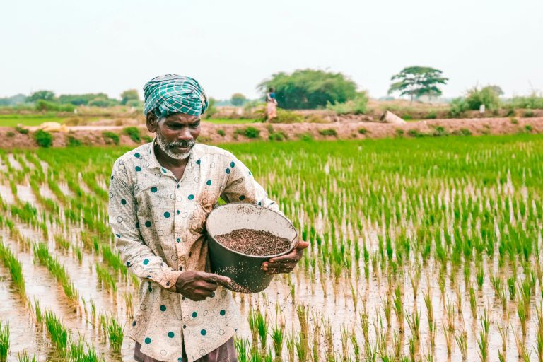A farmer in a rice field holding a bucket of water