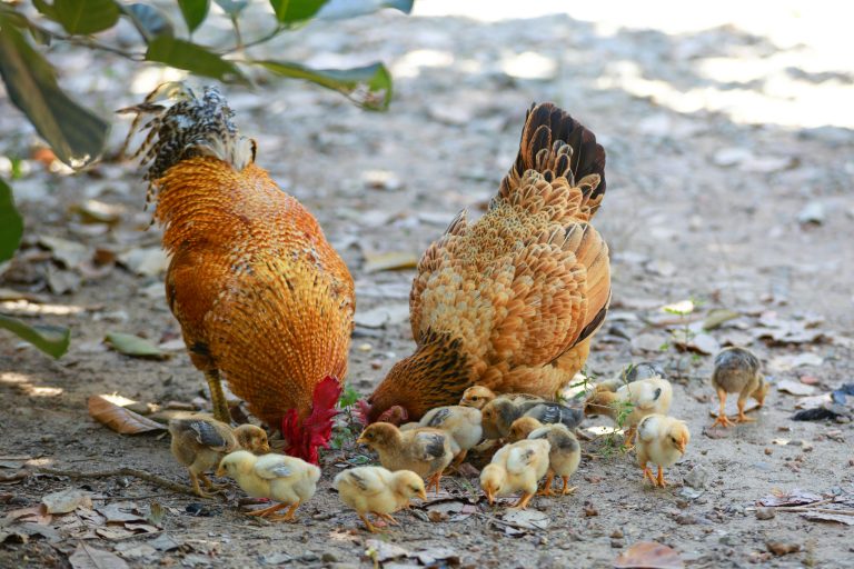 A rooster, hen, and their chicks foraging for food on a sunny farm day.