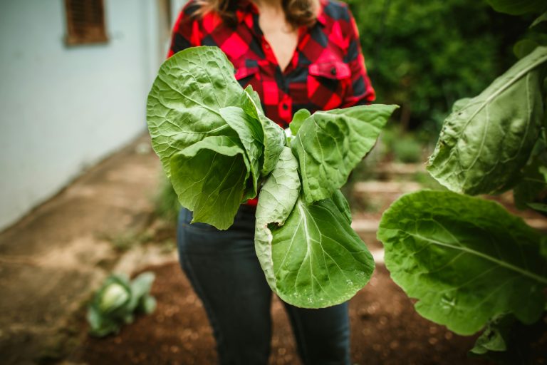 A woman in a red plaid shirt holding cabbage leaves freshly harvested from a garden.