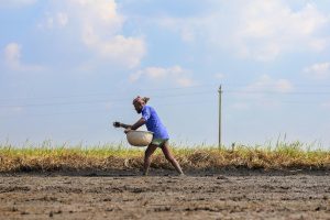 Farmer in the land