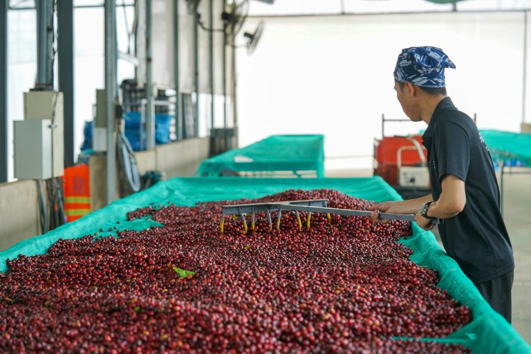 Ripe Robusta coffee cherry, on a coffee farm in Lam Dong, Vietnam