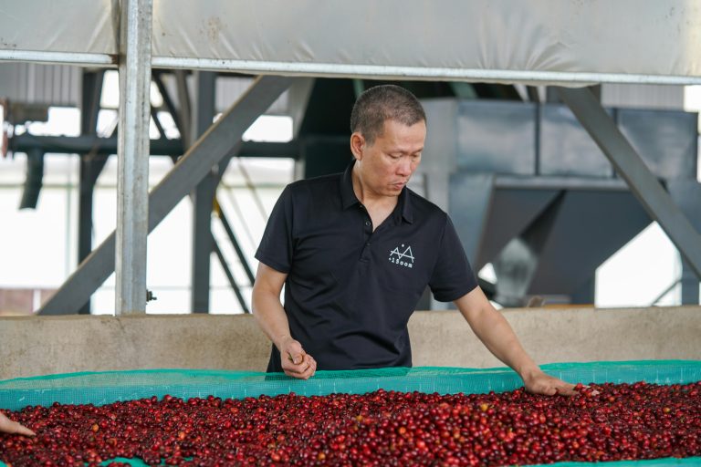Ripe Robusta coffee cherry, on a coffee farm in Lam Dong, Vietnam