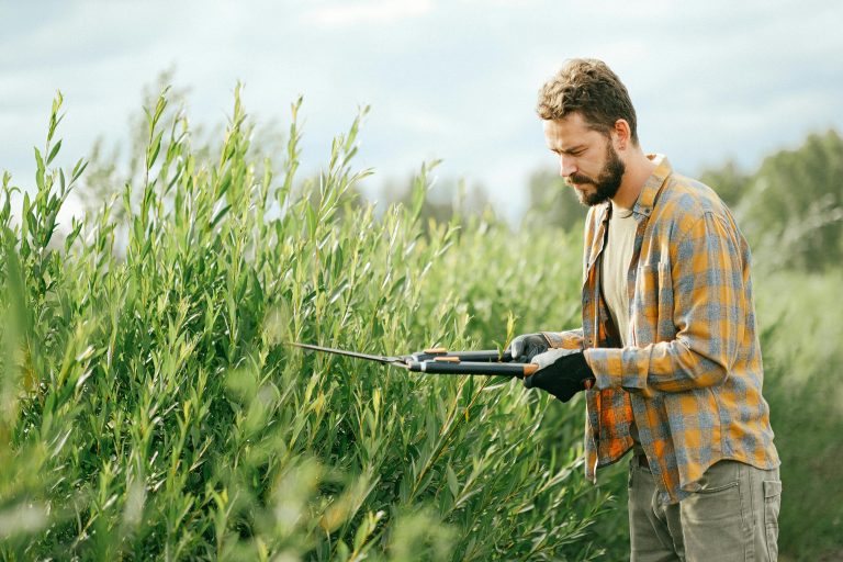 A man using gardening shears to trim lush green plants on a sunny day.