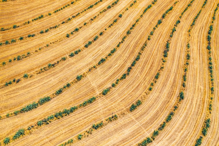 Vibrant aerial view of agricultural fields with green plants arranged in patterns.