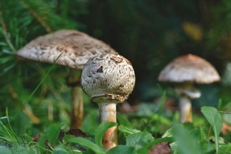 A detailed close-up of wild mushrooms growing naturally in a forest setting.