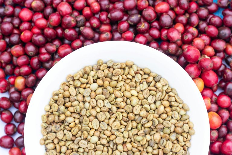 White plate filled with raw coffee beans atop a vibrant bed of red coffee cherries.